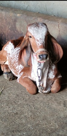 થંબનેલ 2