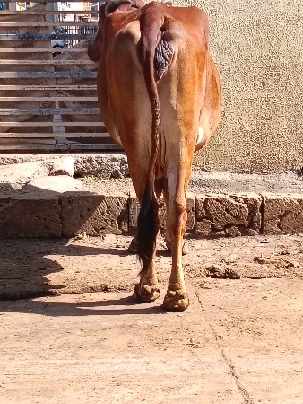 ગાય 🐄 ૩ વેતર