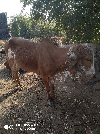 થંબનેલ 2