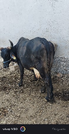 થંબનેલ 2