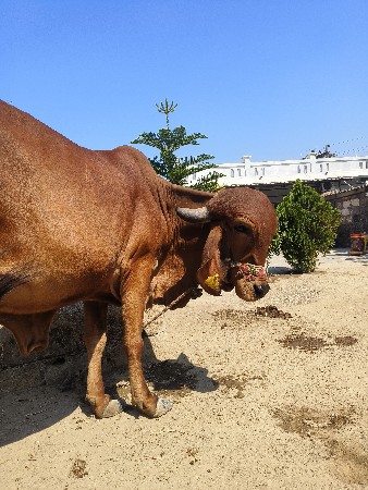 थंबनेल 3