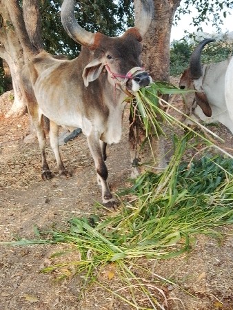 બોડકા સ્વામીના