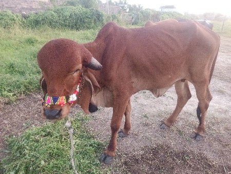 थंबनेल 2