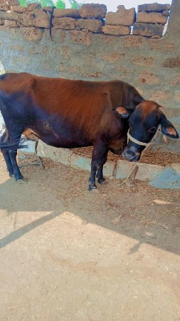 જરસીગાયસેસાટાકરવાસે