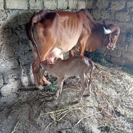 ગીર ગાય વેચવાની છે