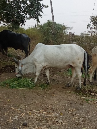 બળદ વેચવાના છે