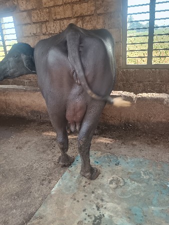 ભેંસ વેચવાની છે