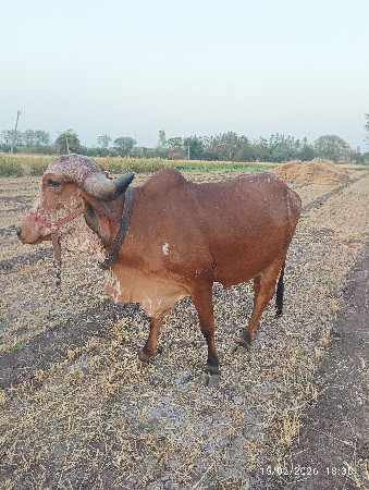 ગીર ગાય વેચવાની છે