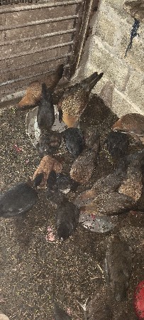 થંબનેલ 2