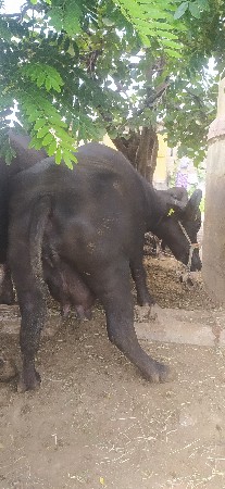 थंबनेल 2