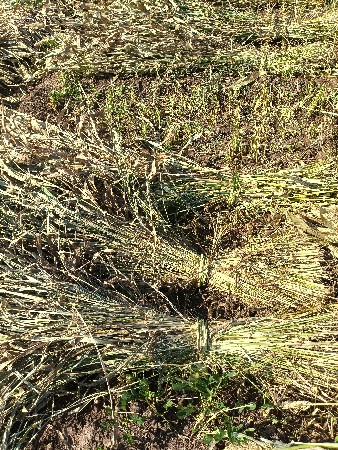 જવાની નીણ વેચવાની છે