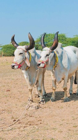 વેચવાનો છે મારવા બેસવાને ટોટલ જવાબ