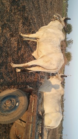 ગોધલા વેચવાના છે