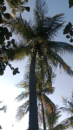 વેચવાનું છે