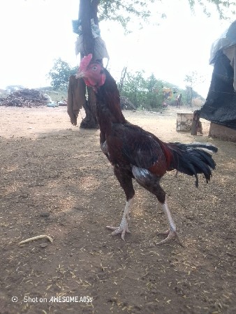 થંબનેલ 2