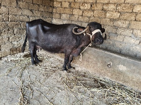 થંબનેલ 5