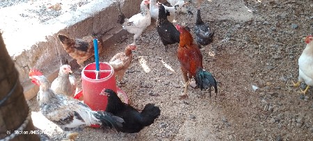 દેશી મુરઘા અને મરઘી વેચવાની છે