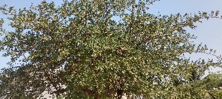 થંબનેલ 3