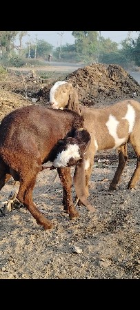 થંબનેલ 3