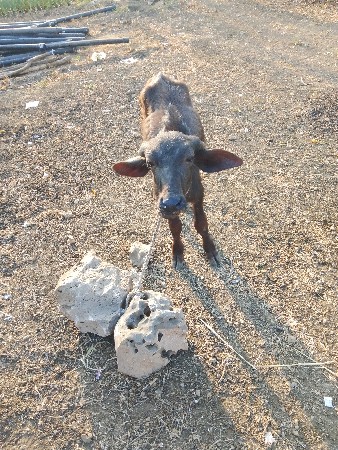 ભેશ વેસવાની છે