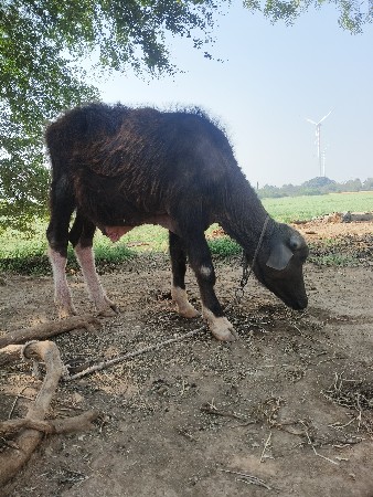 જાફરાબાદ પાડો વેચવાનો છે