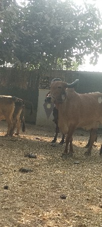 વેચવાની છે