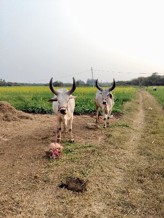 બળદ વેચવાના છે
