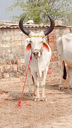 थंबनेल 2