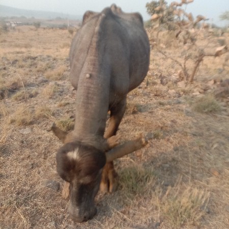 થંબનેલ 2