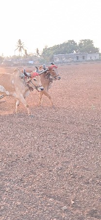 પેલી ઘરના બળદ વેચવાના છે.