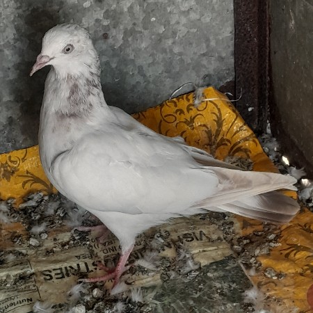 थंबनेल 3