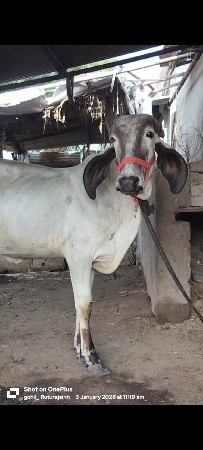 લિલ્ડી વાછડી વેચવાની છે