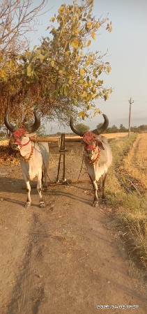 ગોઢલા   વેસવાના  છે