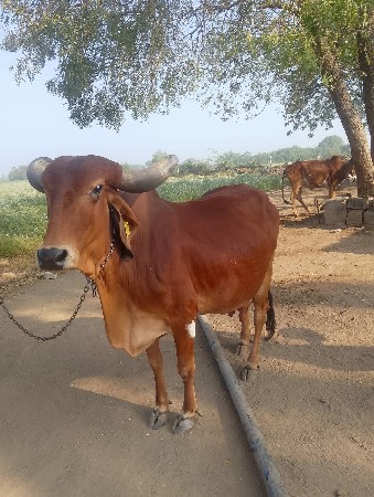 થંબનેલ 2