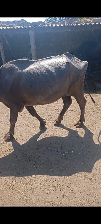 थंबनेल 2