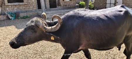 थंबनेल 2