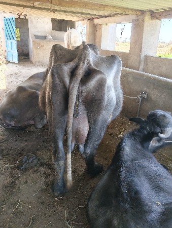 દસદીનીકાશી