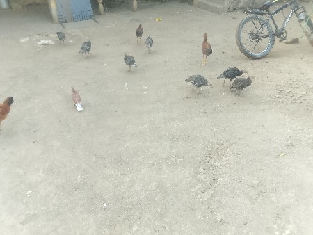 તરકી પાઠણ વેચવાના છે