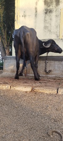 ખડેલી ભેંસ