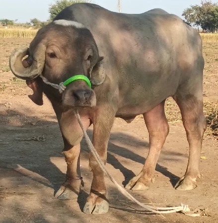 थंबनेल 3