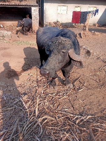 थंबनेल 4