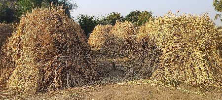 નીણ વેસવાની છે