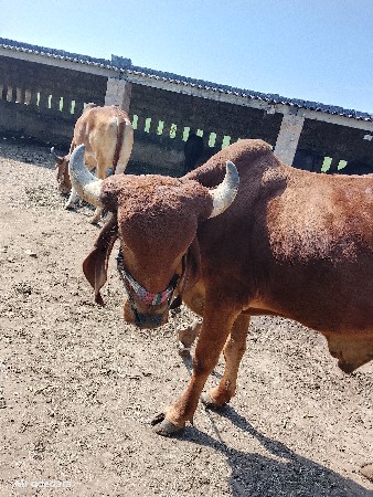 थंबनेल 2