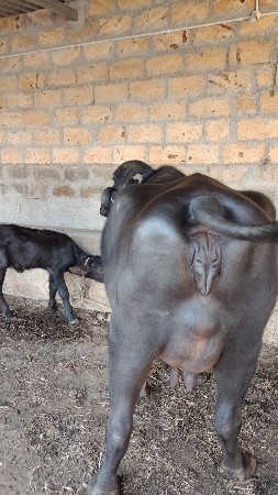 ભેંસ વેચવાની છે