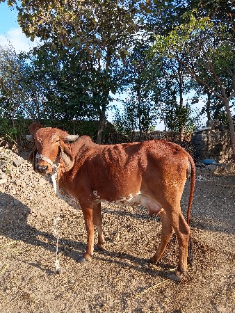 થંબનેલ 2