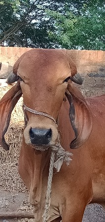 હોળકી વેચવાની છે