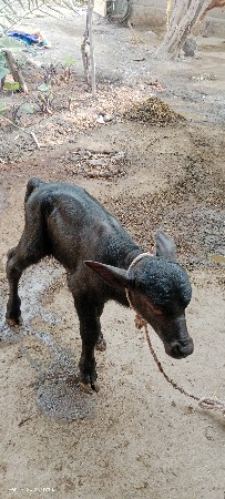 9723197610 ફોન કરો