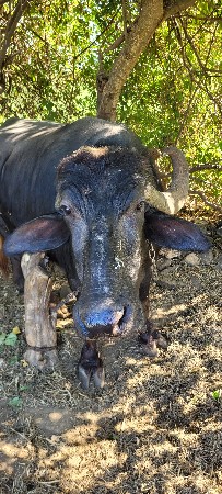 थंबनेल 2