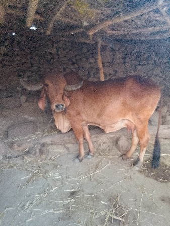 મુકેશ ભાઈ ગઢવી