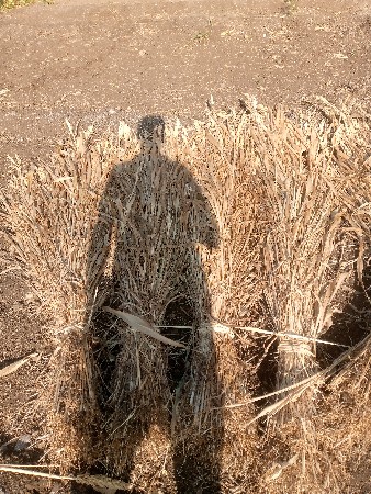 જુવારની નીરણ વેચવાની છે